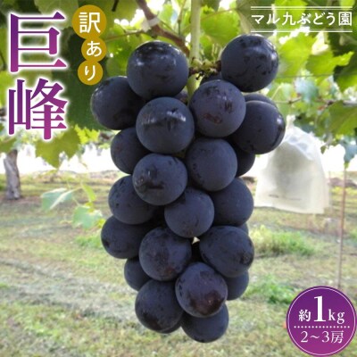 【先行予約】【訳あり・数量限定】 巨峰(種あり)約1kg 〔2025年8月上旬より順次発送〕