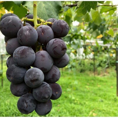 【先行予約】【訳あり・数量限定】 巨峰(種なし)約1kg 〔2025年8月上旬より順次発送〕