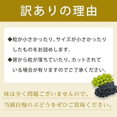 【先行予約】【訳あり・数量限定】 巨峰(種なし)約1kg 〔2025年8月上旬より順次発送〕