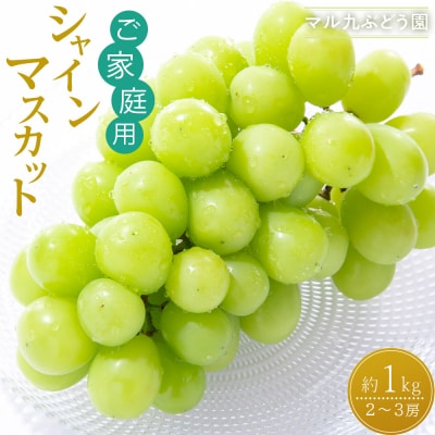【2026年度_先行予約】【ご家庭用】シャインマスカット 約1kg〔2026年8月中旬より順次発送〕