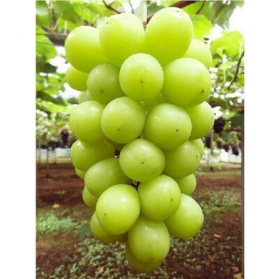 【先行予約】【訳あり・数量限定】 シャインマスカット 約1.2kg 〔2025年8月中旬より順次発送