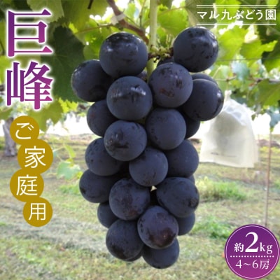 【2026年度_先行予約】【ご家庭用】巨峰(種あり)約2kg〔2026年8月上旬より順次発送〕