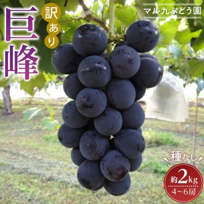 【先行予約】【訳あり・数量限定】 巨峰(種なし)約2kg 〔2025年8月上旬より順次発送〕