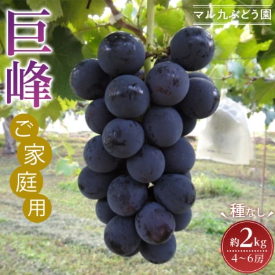 【2026年度_先行予約】【ご家庭用】巨峰(種なし)約2kg〔2026年8月上旬より順次発送〕