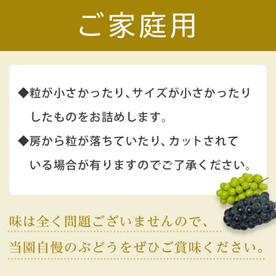 【ご家庭用】シャインマスカット 約2kg