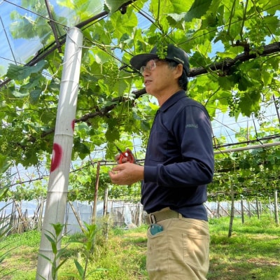 【先行予約】【数量限定】 ぶどう 詰め合わせセット 約2kg 〔2025年8月中旬より順次発送〕