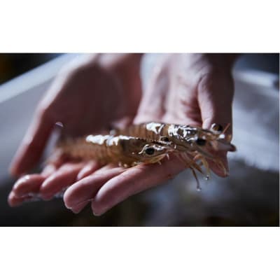 桂新堂 海老づくし(2カップと11袋入)