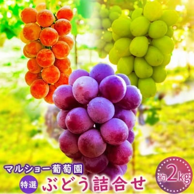 【2025年先行予約・数量限定】おまかせ特選ぶどう詰合せ 約2kg