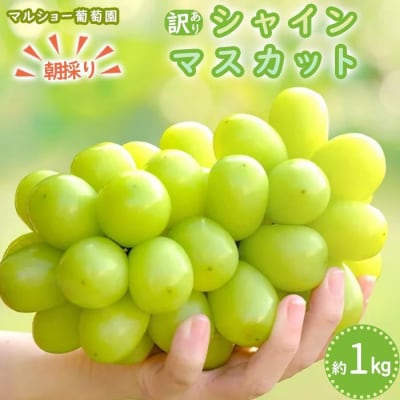 【2025年先行予約・数量限定】朝採り シャインマスカット 訳あり品 約1kg<2025年8月中旬～