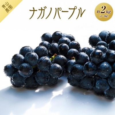 【先行予約】【数量限定】ナガノパープル 約2kg 〔2026年8月上旬より順次発送〕
