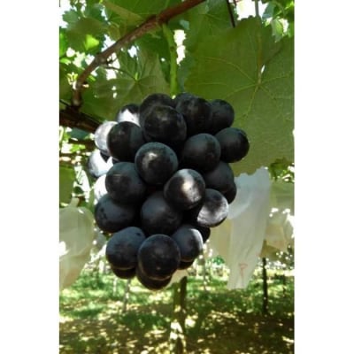 【先行予約】【数量限定】ナガノパープル 約2kg 〔2026年8月上旬より順次発送〕