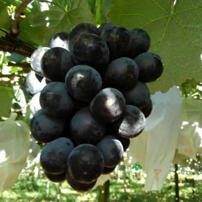 【先行予約】【数量限定】ナガノパープル 約2kg 〔2026年8月上旬より順次発送〕