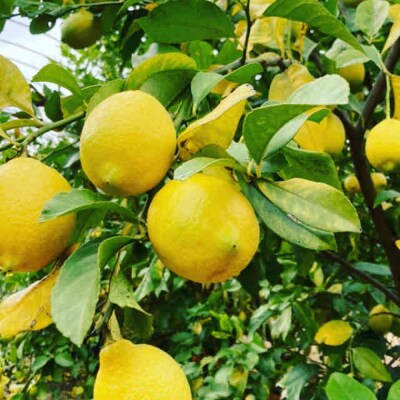 【テレビで紹介】愛知 知多 クラフトコーラ 240ml 3本