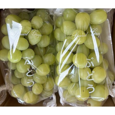完熟シャインマスカット(通常品) 2kg