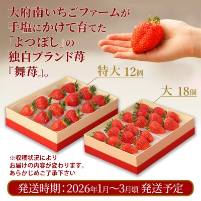 数量限定!ブランド苺『舞苺』品種:よつぼし