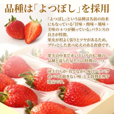 数量限定!ブランド苺『舞苺』品種:よつぼし