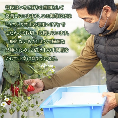 数量限定!ブランド苺『舞苺』品種:よつぼし