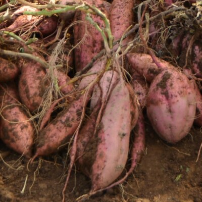 中園ファームの熟成安納芋(生芋)Mサイズ　10kg