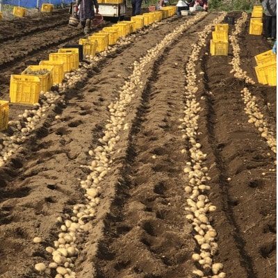 【数量限定】中園ファームのじゃがいも　Lサイズ　10kg