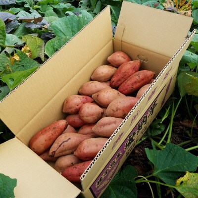 【数量限定】種子島安納地区産　安納いも(生芋)5kg