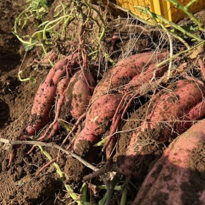 中園ファームの熟成安納芋の黄金塩チップス