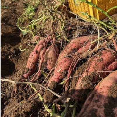 中園ファームの熟成安納芋の黄金塩けんぴ