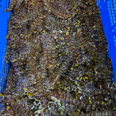 種子島産　加熱用冷凍車海老750g