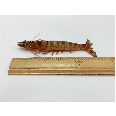 種子島産　生食用ミニ車海老630g