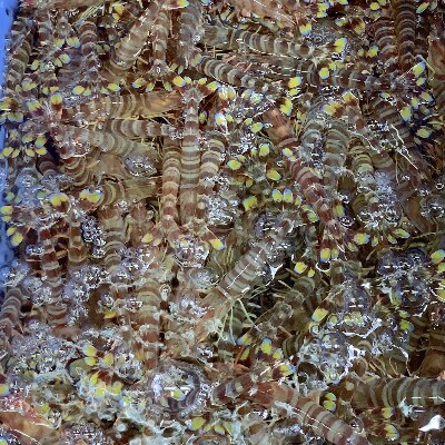 種子島産　生食用ミニ車海老630g