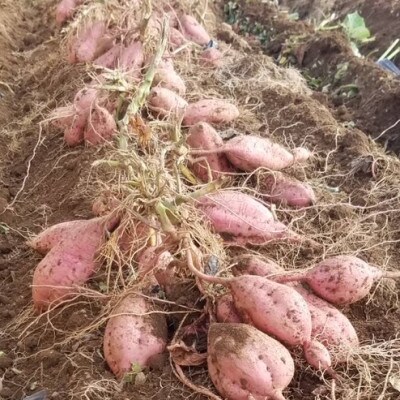 中園ファームの熟成安納芋・焼き干し芋