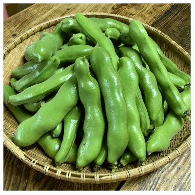 種子島産の早春そらまめ　2kg
