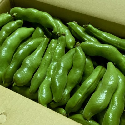 種子島産の早春そらまめ 4kg