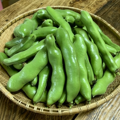 種子島産の早春そらまめ 4kg