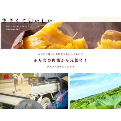 【ふるさと納税】 種子島安納いも:安納紅9キロ