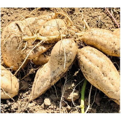 【ふるさと納税】 種子島安納いも:安納こがね4.5キロ
