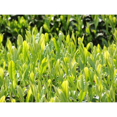 朝宮茶詰合せ(玉露・煎茶)