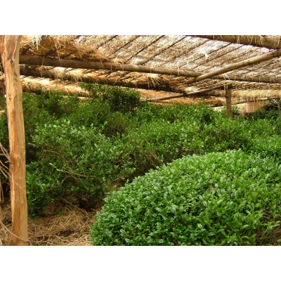 信楽焼茶つぼ入り「玉露」
