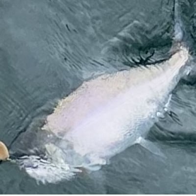 一本釣り 天然ビワマス 900g