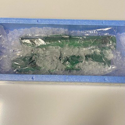 一本釣り 天然ビワマス 1.5kg