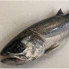 一本釣り 天然ビワマス 1.6kg