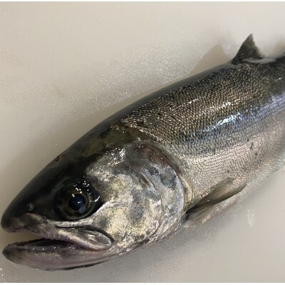 一本釣り 天然ビワマス 1.6kg