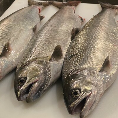 一本釣り 天然ビワマス 1.6kg