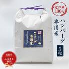ハンバーグ専用米　5kg【近江米100%】