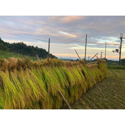 農林22号白米2kg 天日干し 栽培期間中農薬・化学肥料不使用