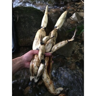 冬こそ皮ごと丸かじり!栽培期間中農薬使わず育てた棚田レンコン!　約2kg