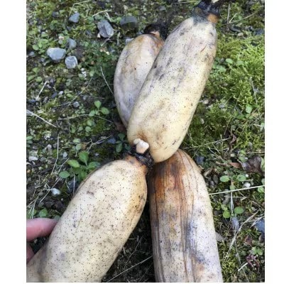 冬こそ皮ごと丸かじり!栽培期間中農薬使わず育てた棚田レンコン!　約2kg