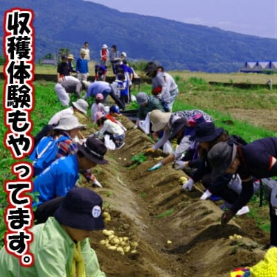 【四国一小さなまち】★先行受付:5月発送★大野台地で採れた令和5年産『新じゃが』6kg　訳アリ品
