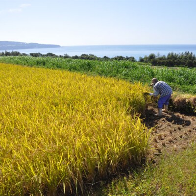 ≪先行受付中:定期便3ヵ月(1月～3月)≫ ～新米・精米～令和5年産 田野米 5kg+ご飯のお供