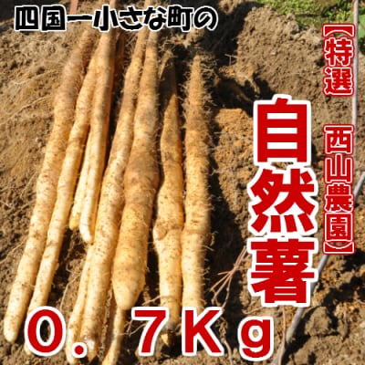 【四国一小さなまち】★令和5年11月下旬発送開始★田野町特選『令和5年産 自然薯』 約700g | ふるさと納税のお礼品
