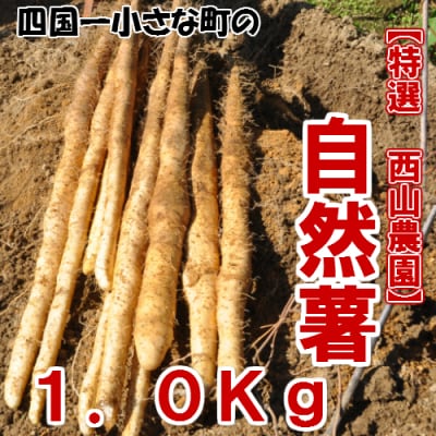 【四国一小さなまち】★令和5年11月下旬発送開始★田野町特選『令和5年産 自然薯』 約 1kg | ふるさと納税のお礼品